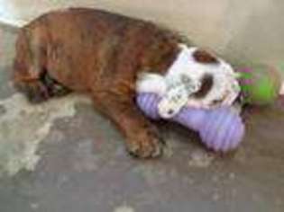 Bulldog Puppy for sale in Orange, VA, USA