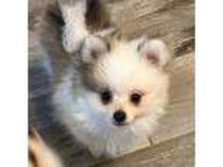 Pomeranian Puppy for sale in Crestview, FL, USA