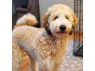 Goldendoodle Puppy for sale in Atwater, MN, USA