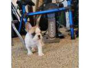 French Bulldog Puppy for sale in Cadet, MO, USA
