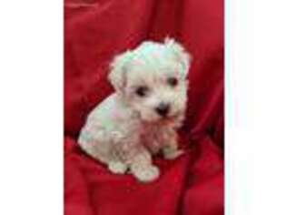 Maltese Puppy for sale in SPRINGFIELD, TN, USA