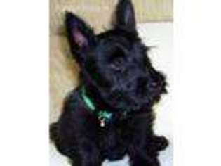 Scottish Terrier Puppy for sale in Merrillville, IN, USA