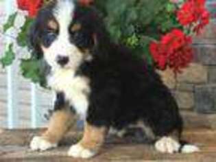 Bernese Mountain Dog Puppy for sale in Shreve, OH, USA