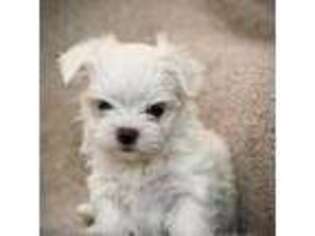Maltese Puppy for sale in Carmichael, CA, USA