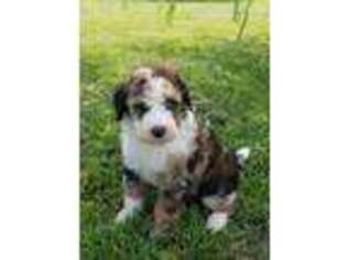 Mutt Puppy for sale in Wallingford, KY, USA