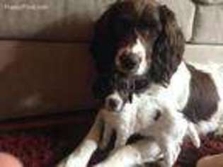 English Springer Spaniel Puppy for sale in Windsor, CO, USA