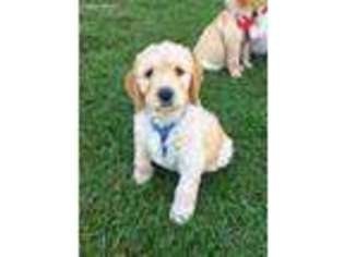 Goldendoodle Puppy for sale in Bluffton, SC, USA