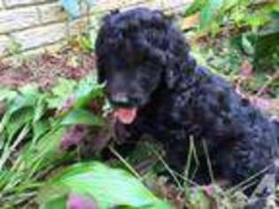 Goldendoodle Puppy for sale in TECUMSEH, MI, USA