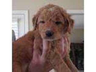 Goldendoodle Puppy for sale in Cumming, GA, USA