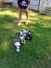 Bull Terrier Puppy for sale in Madison, IN, USA