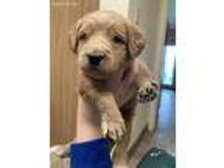 Goldendoodle Puppy for sale in Hill AFB, UT, USA