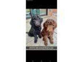 Goldendoodle Puppy for sale in Rio Rancho, NM, USA