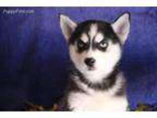 Siberian Husky Puppy for sale in Paradise, PA, USA