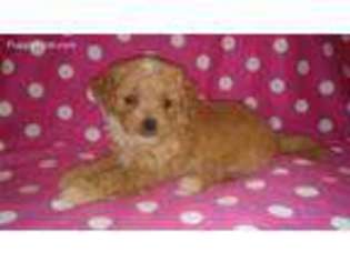 Shih-Poo Puppy for sale in Tuscaloosa, AL, USA