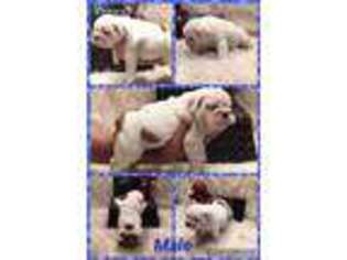 Bulldog Puppy for sale in Diamondhead, MS, USA
