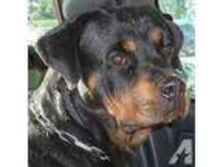 Rottweiler Puppy for sale in GREENUP, KY, USA