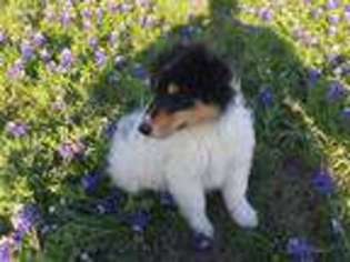 Collie Puppy for sale in Fort Edward, NY, USA