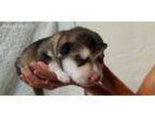 Alaskan Malamute Puppy for sale in Edgerton, MN, USA