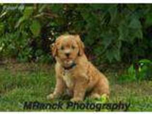 Cavapoo Puppy for sale in Mifflin, PA, USA