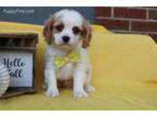 Cavalier King Charles Spaniel Puppy for sale in New Paris, IN, USA