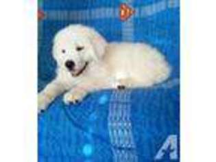 Great Pyrenees Puppy for sale in PHELAN, CA, USA