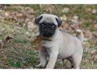 Pug Puppy for sale in Bowling Green, KY, USA