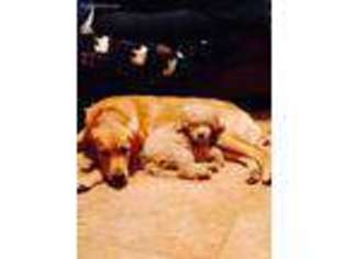 Golden Retriever Puppy for sale in Montevallo, AL, USA