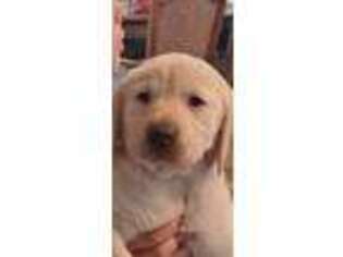 Labrador Retriever Puppy for sale in Williamstown, NJ, USA