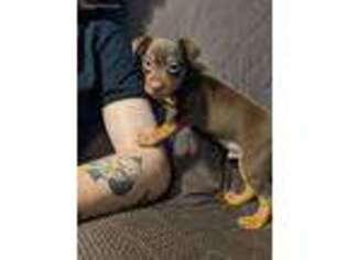 Miniature Pinscher Puppy for sale in Waupaca, WI, USA