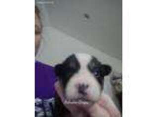 Pembroke Welsh Corgi Puppy for sale in Georgetown, SC, USA