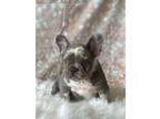 French Bulldog Puppy for sale in Lake Elsinore, CA, USA