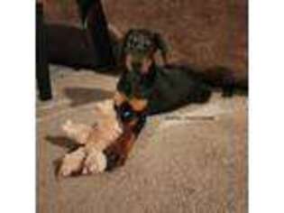 Doberman Pinscher Puppy for sale in Hobbs, NM, USA