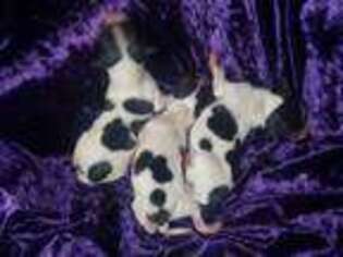 Papillon Puppy for sale in Cadiz, KY, USA