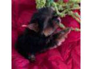 Yorkshire Terrier Puppy for sale in Portales, NM, USA