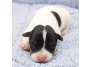 Jack Russell Terrier Puppy for sale in Riverside, CA, USA