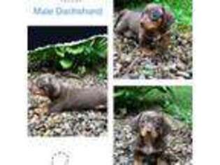 Dachshund Puppy for sale in Williamson, WV, USA