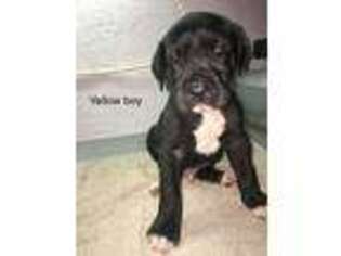 Great Dane Puppy for sale in Crivitz, WI, USA