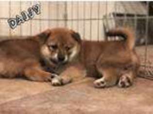 Shiba Inu Puppy for sale in Homeland, CA, USA