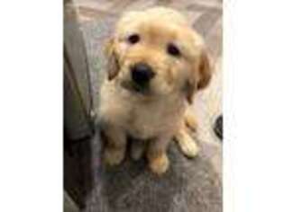 Golden Retriever Puppy for sale in Wharton, TX, USA