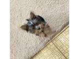 Yorkshire Terrier Puppy for sale in Park Ridge, IL, USA