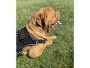 American Bull Dogue De Bordeaux Puppy for sale in Jackson, OH, USA