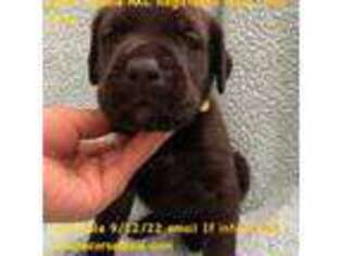 Cane Corso Puppy for sale in Bakersfield, CA, USA