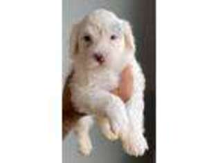 Portuguese Water Dog Puppy for sale in Saint Cloud, FL, USA