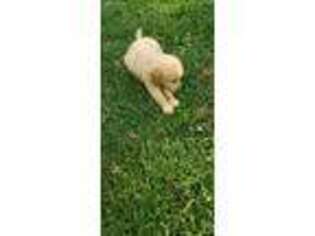 Golden Retriever Puppy for sale in Sherburne, NY, USA
