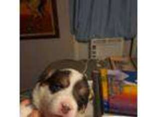 Pembroke Welsh Corgi Puppy for sale in Saluda, VA, USA