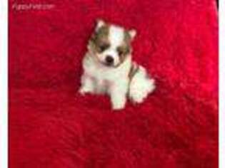 Pomeranian Puppy for sale in Bakersfield, CA, USA