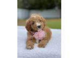 Cavapoo Puppy for sale in Frostproof, FL, USA