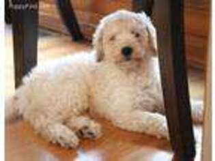 Goldendoodle Puppy for sale in Diamond, MO, USA