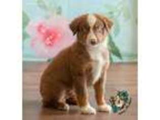 Miniature Australian Shepherd Puppy for sale in Earlsboro, OK, USA
