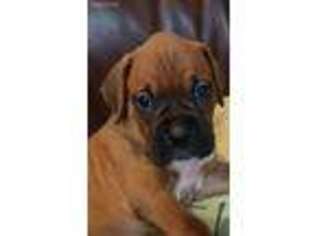 Boxer Puppy for sale in York, SC, USA
